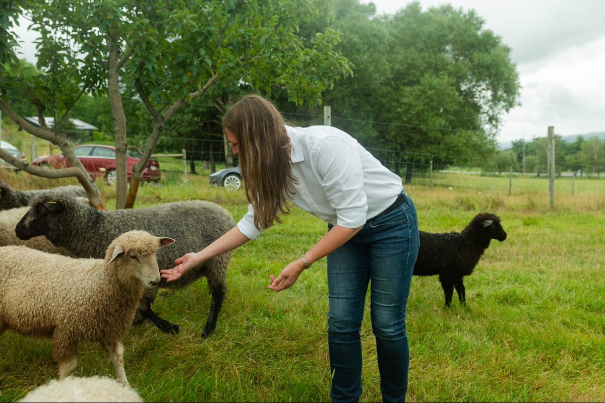 Becky Druhan reaching out to feed sheep in an orchard
